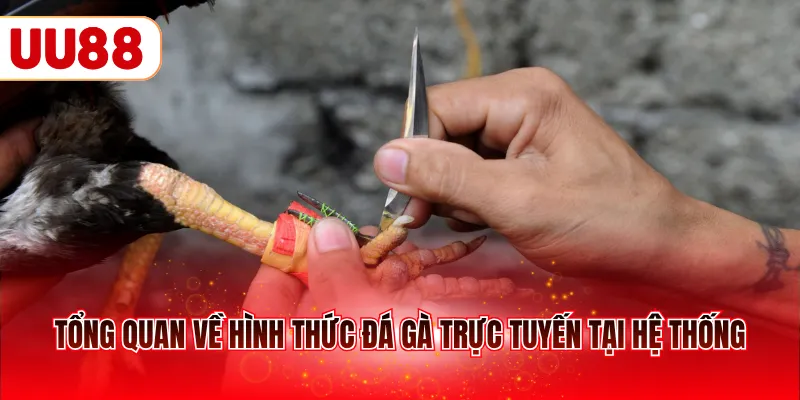 Tổng quan về hình thức đá gà trực tuyến tại hệ thống